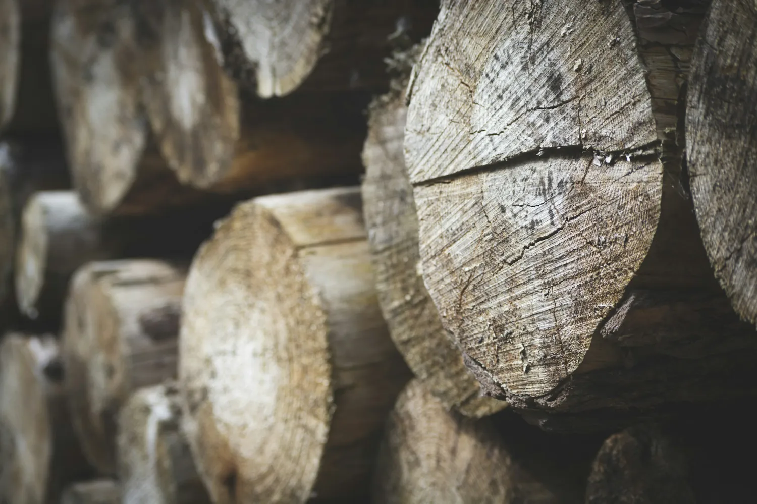 Stacked teak logs
