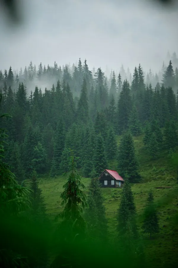 Wooden house among misty pine trees