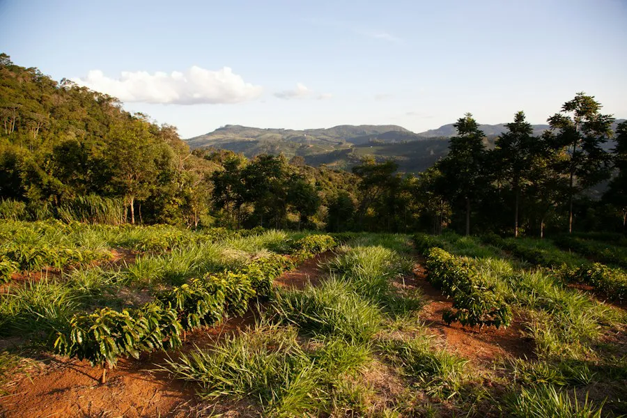 Coffee estate on a forested hillside